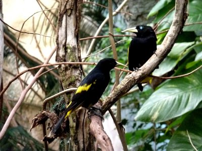 Yellow rumped cacique - March 28, 2012 