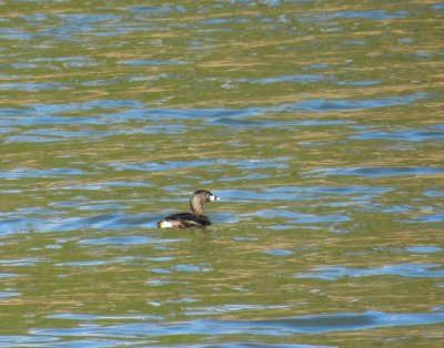 Pied billed grebe - Stewart Lake Park, Mount Horeb, WI - April 4, 2012 