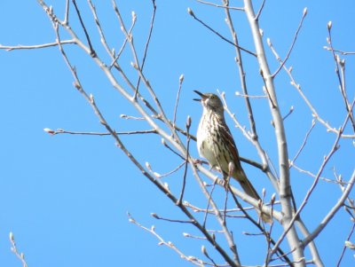 Brown thrasher - Prairie Moraine Park, Verona, WI - April 14, 2012