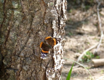 Red admiral - Prairie Moraine Park, Verona, WI - April 14, 2012  