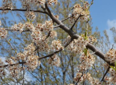 Blossoms - Prairie Moraine Park, Verona, WI - April 14, 2012