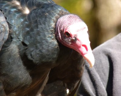 Turkey vulture, held by his handler - Devil's Lake, near Baraboo, WI - Oct 9, 2011