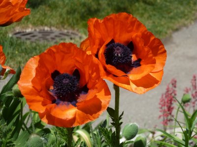 Poppies - Fitchburg, WI - May 27,  2012