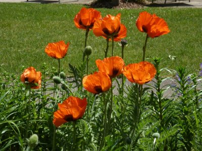 Poppies - Fitchburg, WI - May 27,  2012