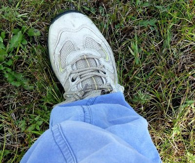 Karner Melissa blue butterfly on slacks - Necedah National Wildlife Refuge, WI - 2011-07-16