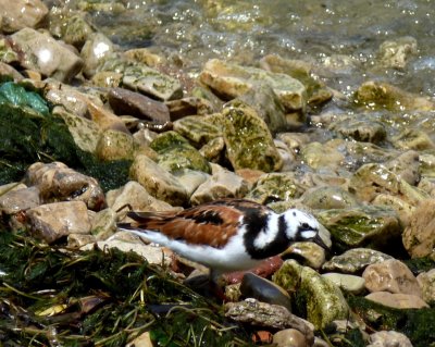 Ruddy turnstone breeding plumage -  UW-Madison Lake Mendota near Union Terrace - June 1, 2012