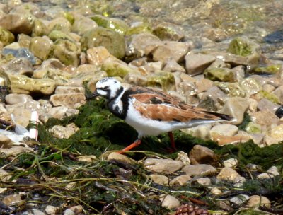 Ruddy turnstone breeding plumage -  UW-Madison Lake Mendota near Union Terrace - June 1, 2012