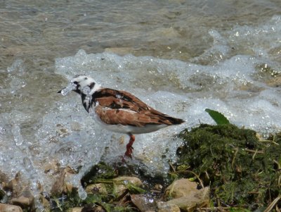 Ruddy turnstone breeding plumage -  UW-Madison Lake Mendota near Union Terrace - June 1, 2012