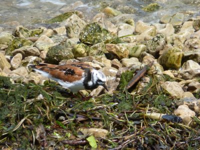 Ruddy turnstone breeding plumage -  UW-Madison Lake Mendota near Union Terrace - June 1, 2012