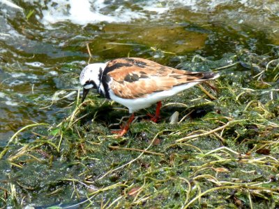 Ruddy turnstone breeding plumage -  UW-Madison Lake Mendota near Union Terrace - June 1, 2012