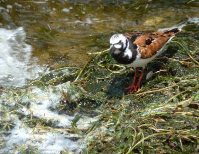 Ruddy turnstone breeding plumage -  UW-Madison Lake Mendota near Union Terrace - June 1, 2012