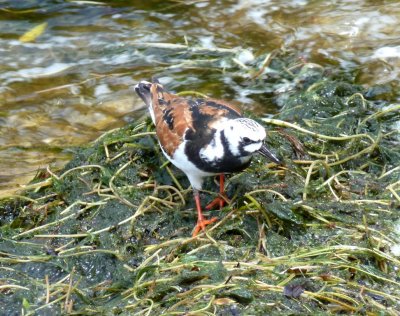 Ruddy turnstones - GALLERY