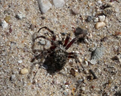Spider - Summit Lake, Wisconsin - September 2009