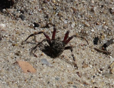 Spider - Summit Lake, Wisconsin - September 2009