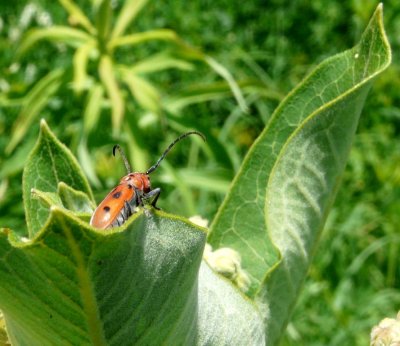 Insect - Fitchburg, WI - July 4, 2008