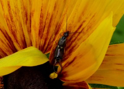 Insect on flower - Fitchburg, WI - July 4, 2010