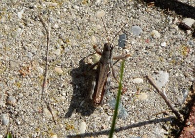 Grasshopper - Westfield, WI - October 11, 2008