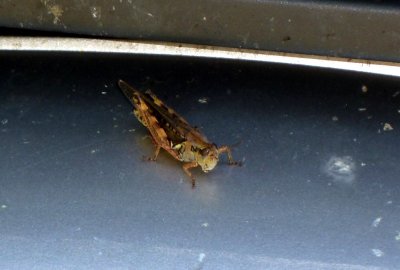 Grasshopper on car - Fitchburg, WI