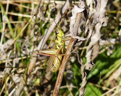 Grasshopper - Badger Prairie County Park, Verona, WI - October 8,  2010 