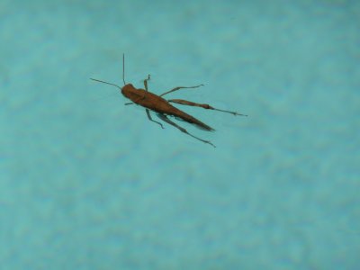 Grasshopper in swimming pool  - don't worry I saved him - Westfield, WI - August 2, 2007