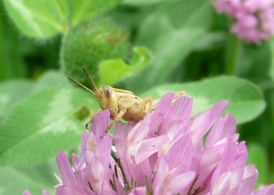 Grasshopper - Fitchburg, WI - June 13, 2008