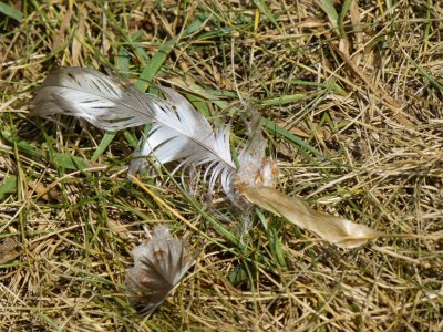 Feather - Badger Prairie County Park, Verona, WI - 2012-06-30