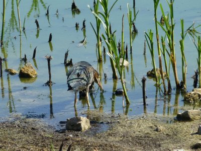 Green heron - Stricker's Pond, Middleton, WI - June 29, 2012