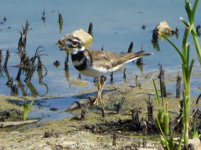 Shorebirds, including kildeer and ruddy turnstones - GALLERY