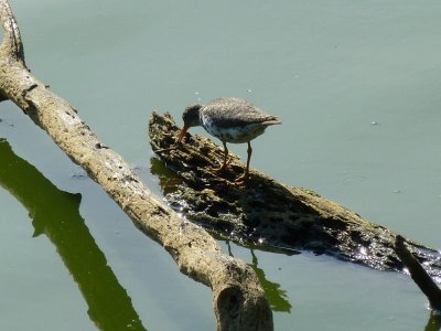 Sandpipers - GALLERY