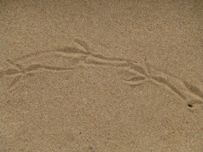 Tracks in the sand - Blue River Sand Barrens State Natural Area, WI - June 29,  2012