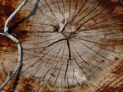 Tree stump - Badger Prairie County Park, Verona, WI - June 30, 2012