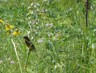 Cedar waxwings - Badger Prairie County Park, Verona, WI - June 30, 2012