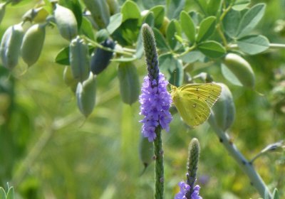 Orange sulphur - Badger Prairie County Park, Verona, WI - 2012-06-30