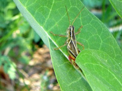 Grasshopper - Blue River Sand Barrens State Natural Area, WI - June 29, 2012