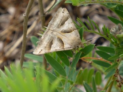 Moth - Blue River Sand Barrens State Natural Area, WI - June 29,  2012