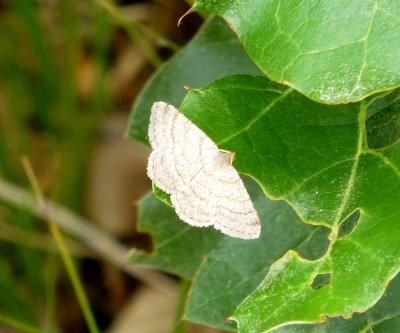 Moth - Blue River Sand Barrens State Natural Area, WI - June 29,  2012