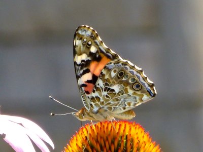 Painted lady - Fitchburg, WI - June 24, 2012