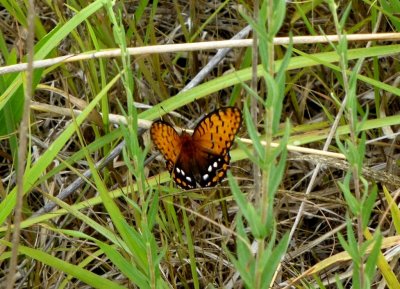 Regal fritillary - Schurch Thomson Prairie, near Blue Mounds, WI - July 21, 2012