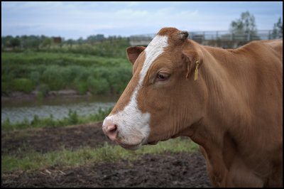 cow 1.jpg