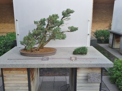 Windswept bonsai