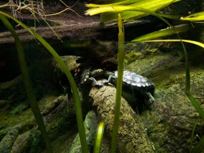 Awww - warm and fuzzy turtle love