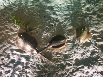 Sting ray leonards