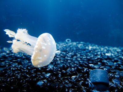 The Shedd Aquarium