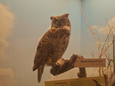 GH Owl