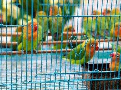 Parakeets