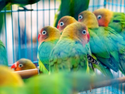 Woah Stoner parakeets