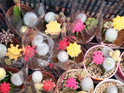 Fungi and cacti