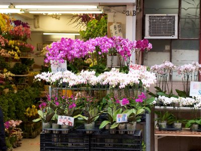 Orchid lane