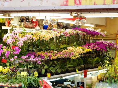 Orchid lane II