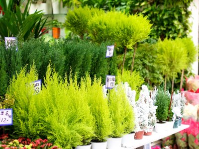 Fern gully